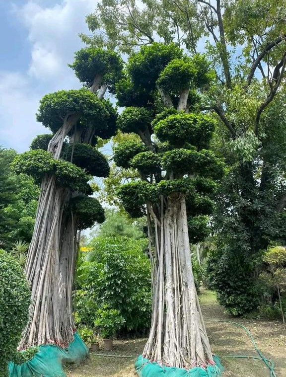 Topiary plants by Total Green Solutions — photo 3